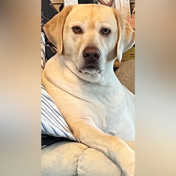 🐾LIKE TO BE NOTIFIED WHEN I GO LIVE🐾 - Picture 8 of 16